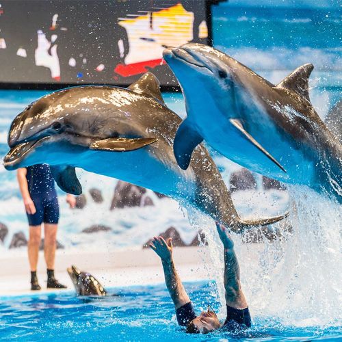 Dubai-Dolphinarium.jpg