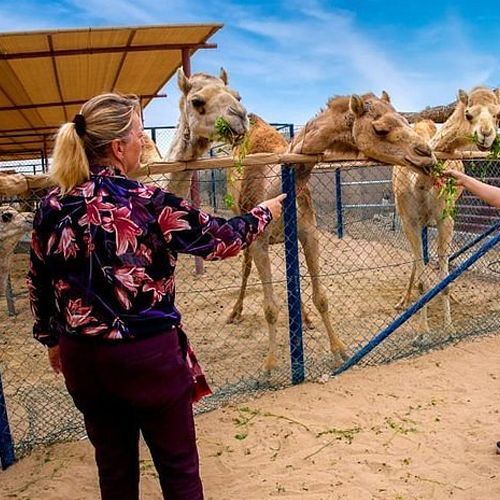 camel-feeding.jpg